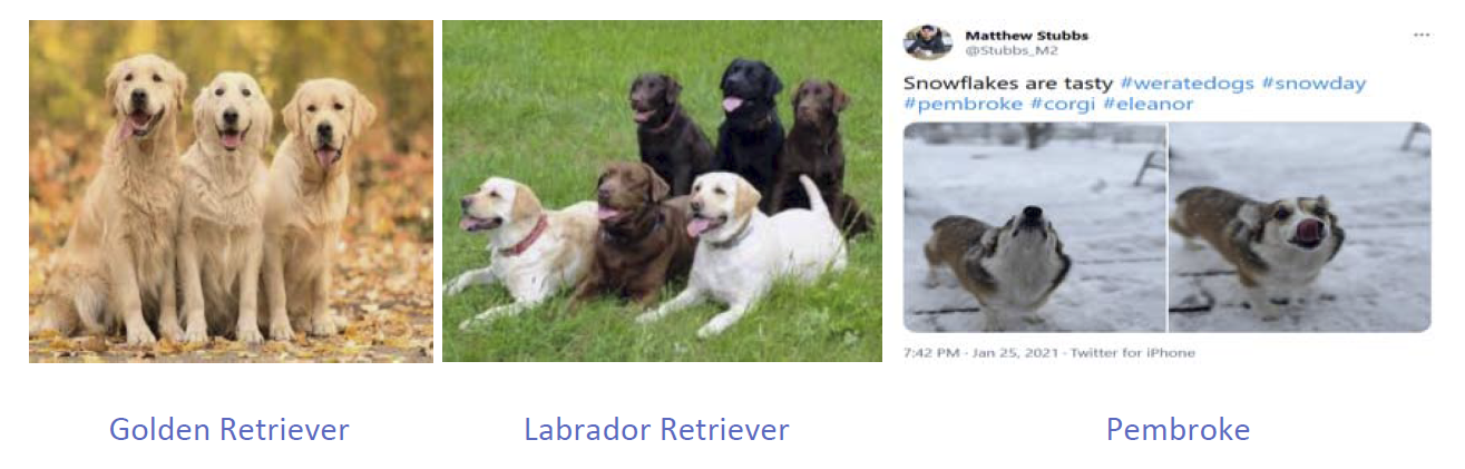 dog image